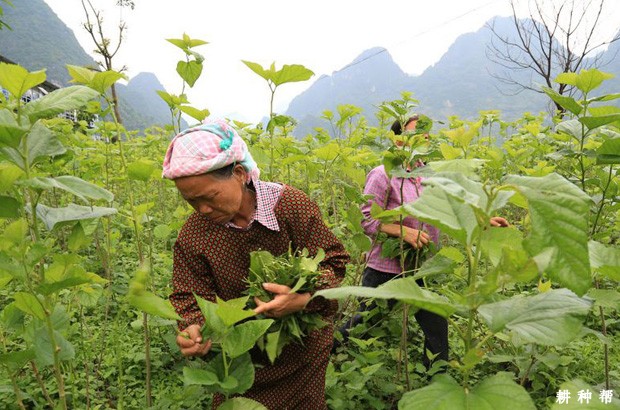 采叶对桑葚有哪些影响？