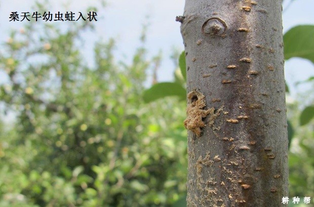 桑天牛对桑葚有哪些危害？附图片