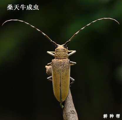 桑天牛对桑葚有哪些危害？附图片