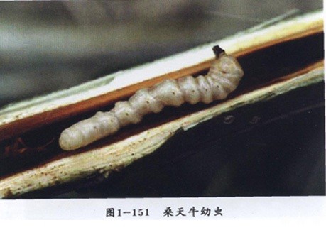 桑天牛对桑葚有哪些危害？附图片