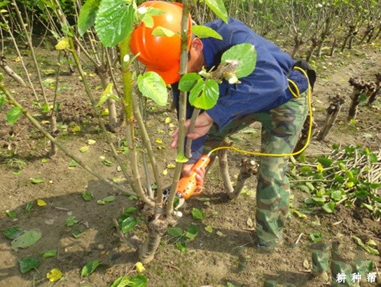 桑葚何时修剪比较好？
