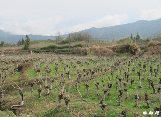 桑葚何时修剪比较好？