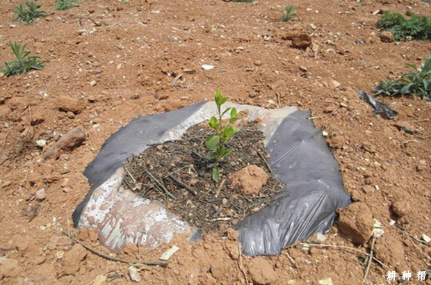 桑葚苗如何移栽？