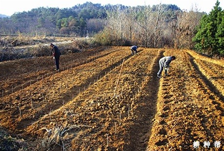 桑葚苗如何移栽？