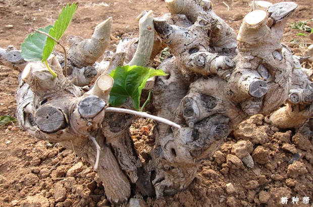 修剪对桑葚树的影响是什么？