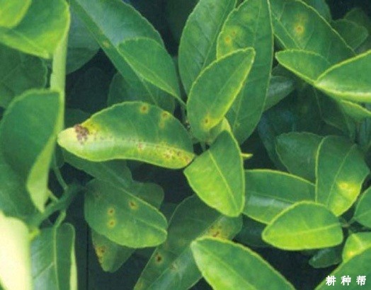 柚树黄斑病怎么防治？附图片