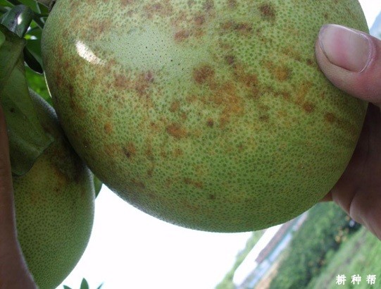 柚树黄斑病怎么防治？附图片