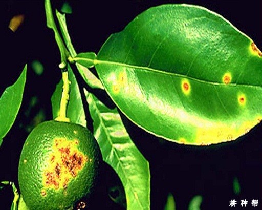 柚子溃疡病怎么治？附图片