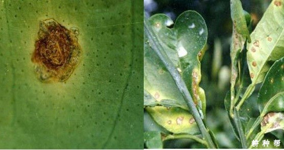 柚子溃疡病怎么治？附图片