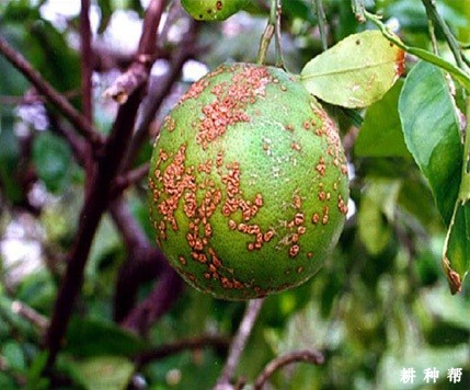 柚子溃疡病怎么治？附图片