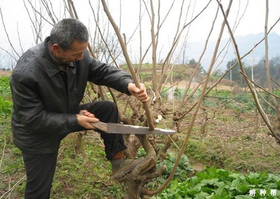 桑葚树为什么要修剪？