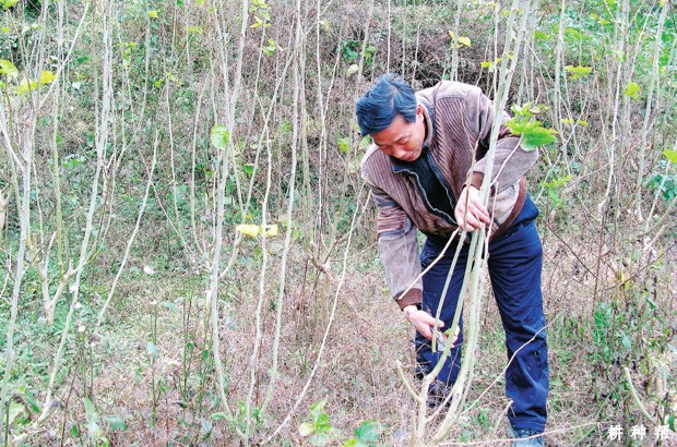 桑葚树为什么要修剪？