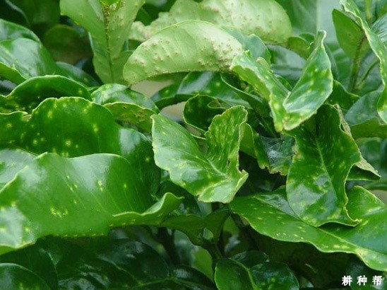 柚子疮痂病怎么治疗好？附图片