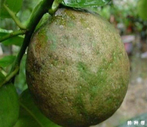 柚子疮痂病怎么治疗好？附图片