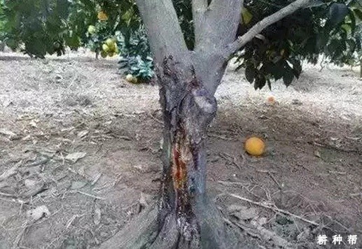 柚树流胶病怎么治？附图片