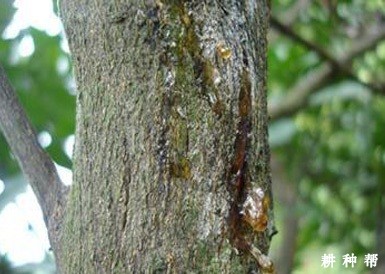 柚树流胶病怎么治？附图片