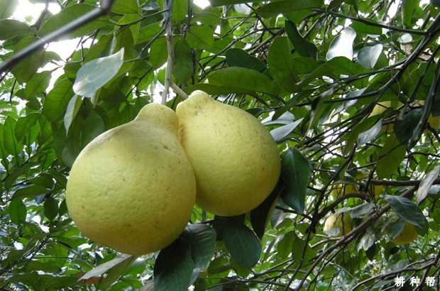 吃柚子的好处有什么？