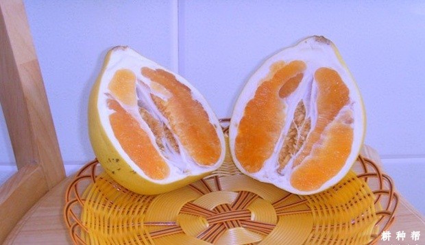 金红蜜柚品种好不好？