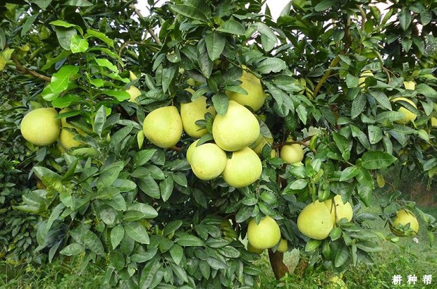 金红蜜柚品种好不好？