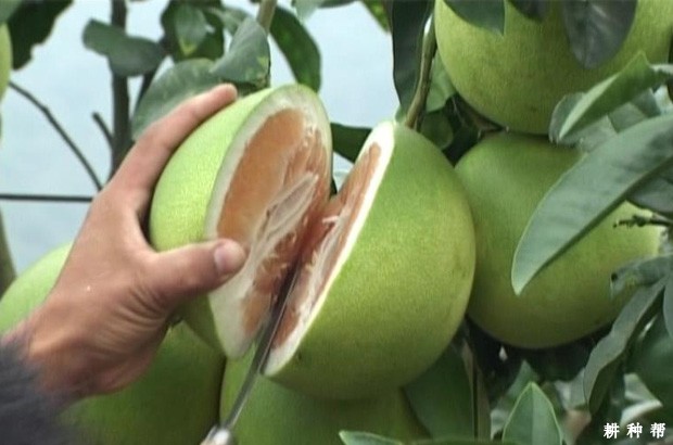 金红蜜柚品种好不好？