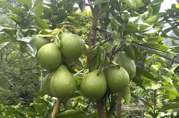 金红蜜柚品种好不好？