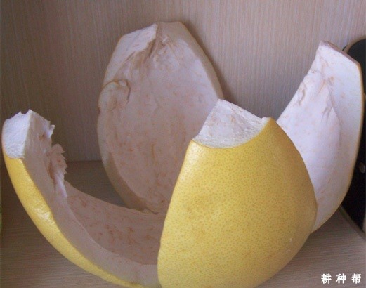 柚子皮有哪些功效与作用？