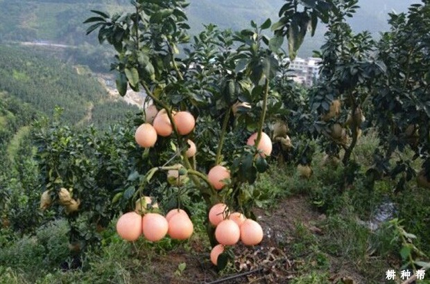 三红蜜柚品种好不好? 三红蜜柚品种好不好?
