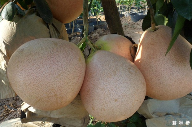 三红蜜柚品种好不好? 三红蜜柚品种好不好?
