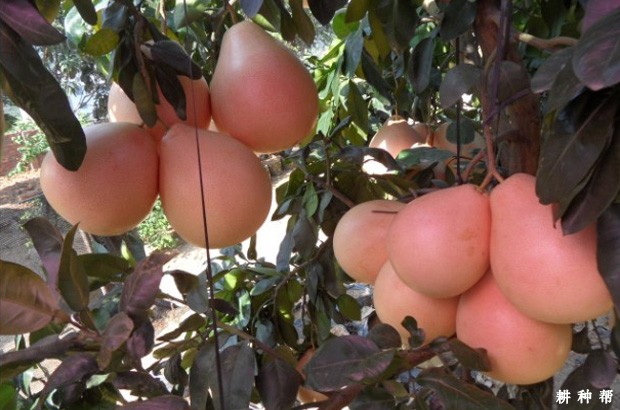 三红蜜柚品种好不好? 三红蜜柚品种好不好?