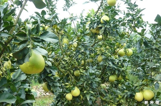 琯溪蜜柚品种好不好？