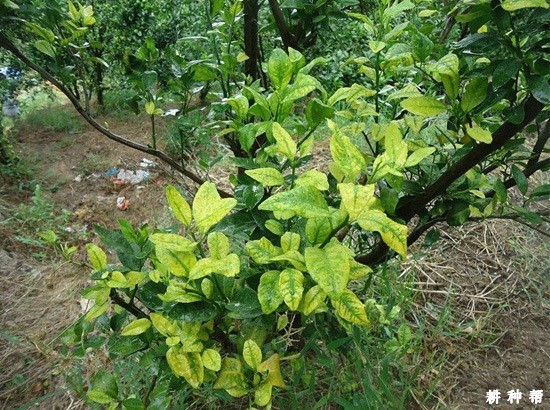 柚树黄龙病如何预防？附图片