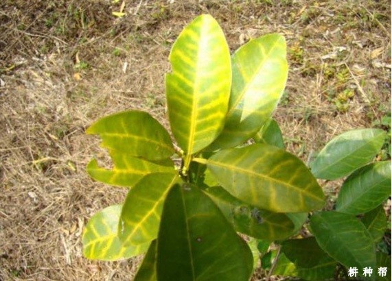 柚树黄龙病如何预防？附图片