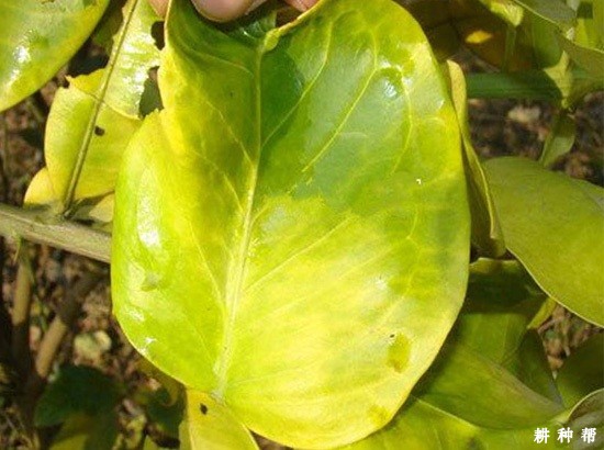 柚树黄龙病如何预防？附图片