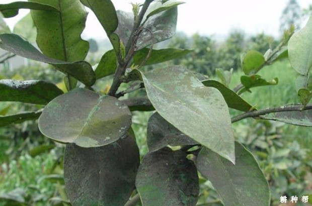 柚树煤烟病如何防治？附图片