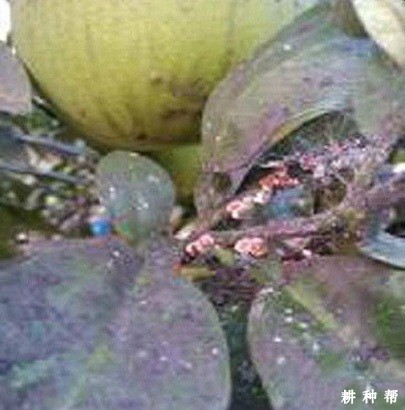 柚树煤烟病如何防治？附图片