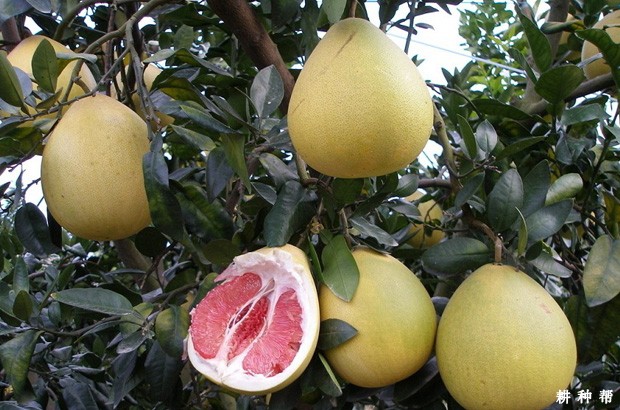 红肉蜜柚品种好不好？