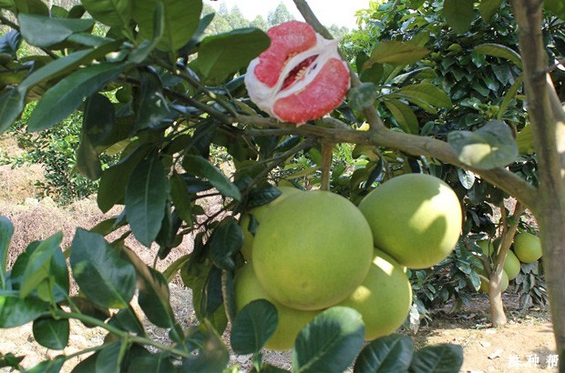 红肉蜜柚品种好不好？