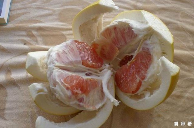 红肉蜜柚品种好不好？