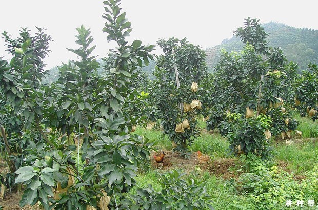 红肉蜜柚品种好不好？