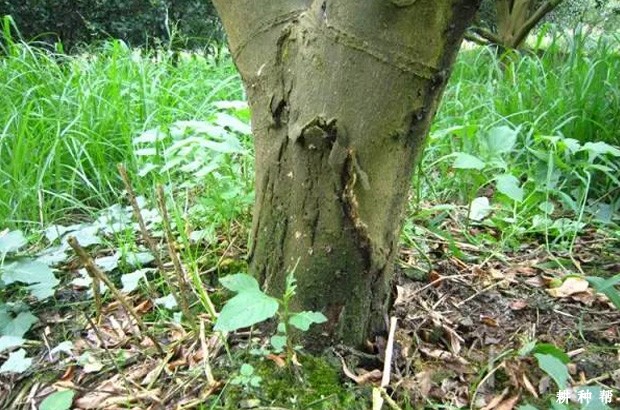 柚子脚腐病如何防治？附图片