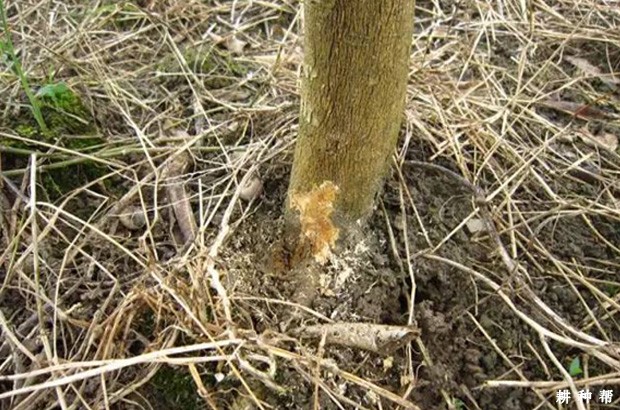 柚子脚腐病如何防治？附图片