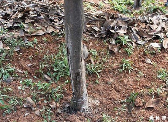 柚子脚腐病如何防治？附图片