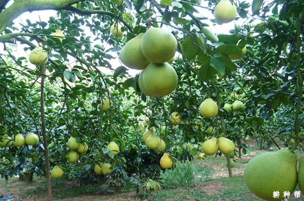 沙田柚品种好不好? 沙田柚品种好不好?