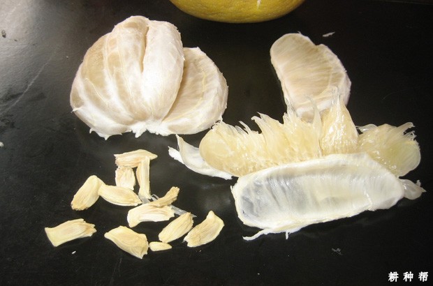 沙田柚品种好不好? 沙田柚品种好不好?