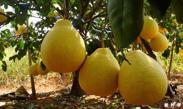 沙田柚品种好不好? 沙田柚品种好不好?