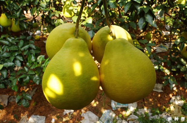 沙田柚品种好不好? 沙田柚品种好不好?