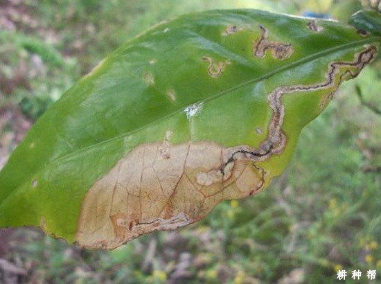 柚子炭疽病怎么防治？附图片