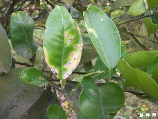 柚子炭疽病怎么防治？附图片