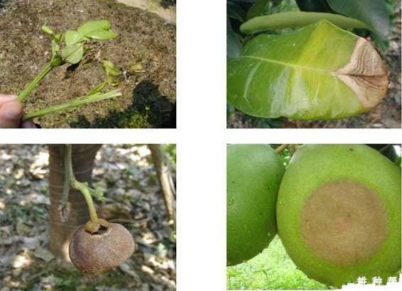 柚子炭疽病怎么防治？附图片