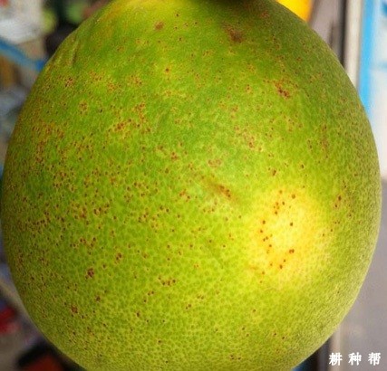 柚子黑星病要用什么药防治？附图片